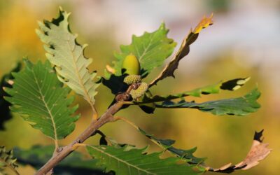 Meet a Tree: Learning More