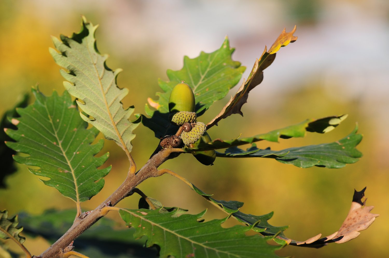 Meet a Tree: Learning More