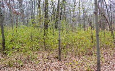 Spotting Invasive Species in the Fall