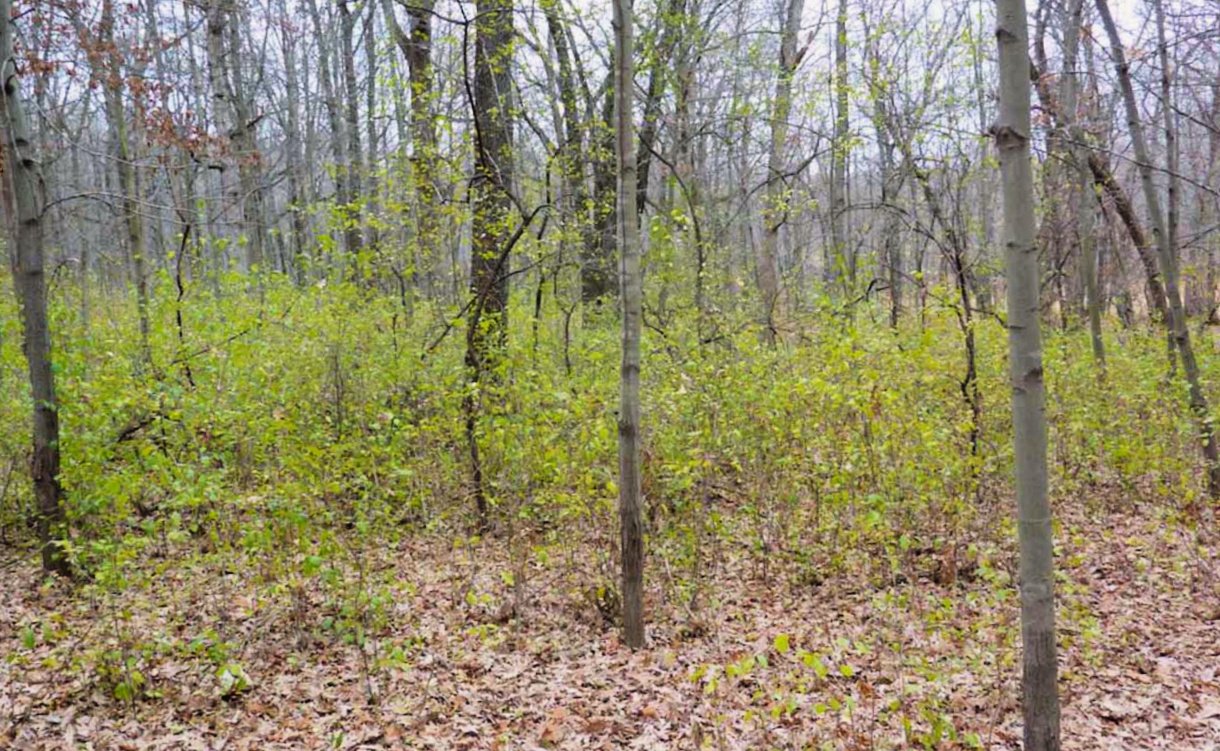 Spotting Invasive Species in the Fall