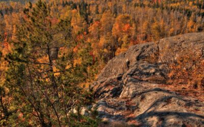 What Will Minnesota’s Forests Look Like in 2100?