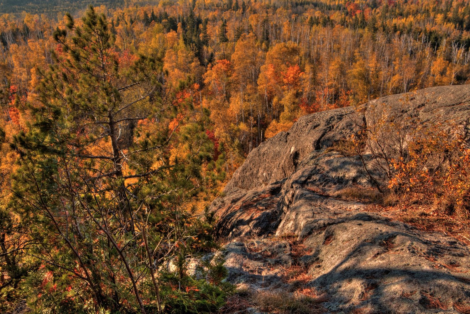 What Will Minnesota’s Forests Look Like in 2100?