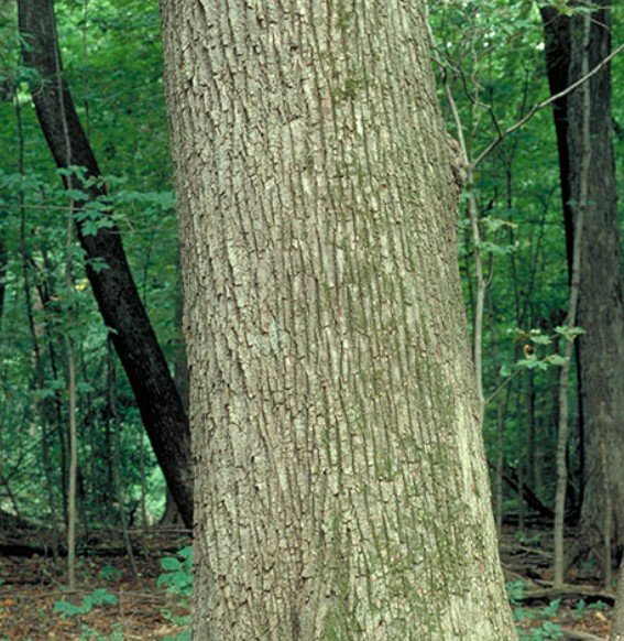 Meet a Tree: Basswood